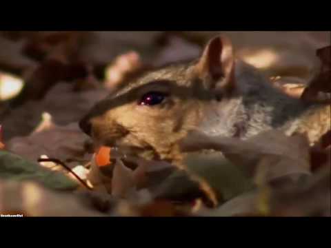 Depeche Mode- The
