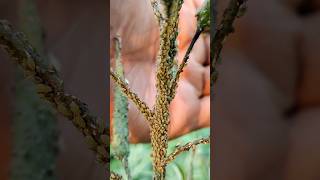 Aphids attack on mustard plant #aphids #mustard #pest #farming #viral #shorts #pestcontrol #insects