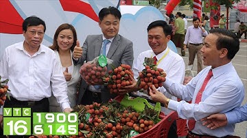Xuất khẩu lô vải đầu tiên sang Singapore | VTC16