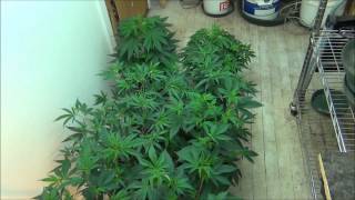 WW Veg Update 02032014