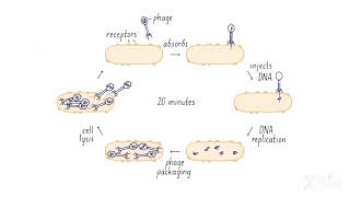 Viral Attack of Bacteria