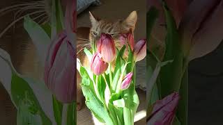 cat eats flowers кот ест цветы