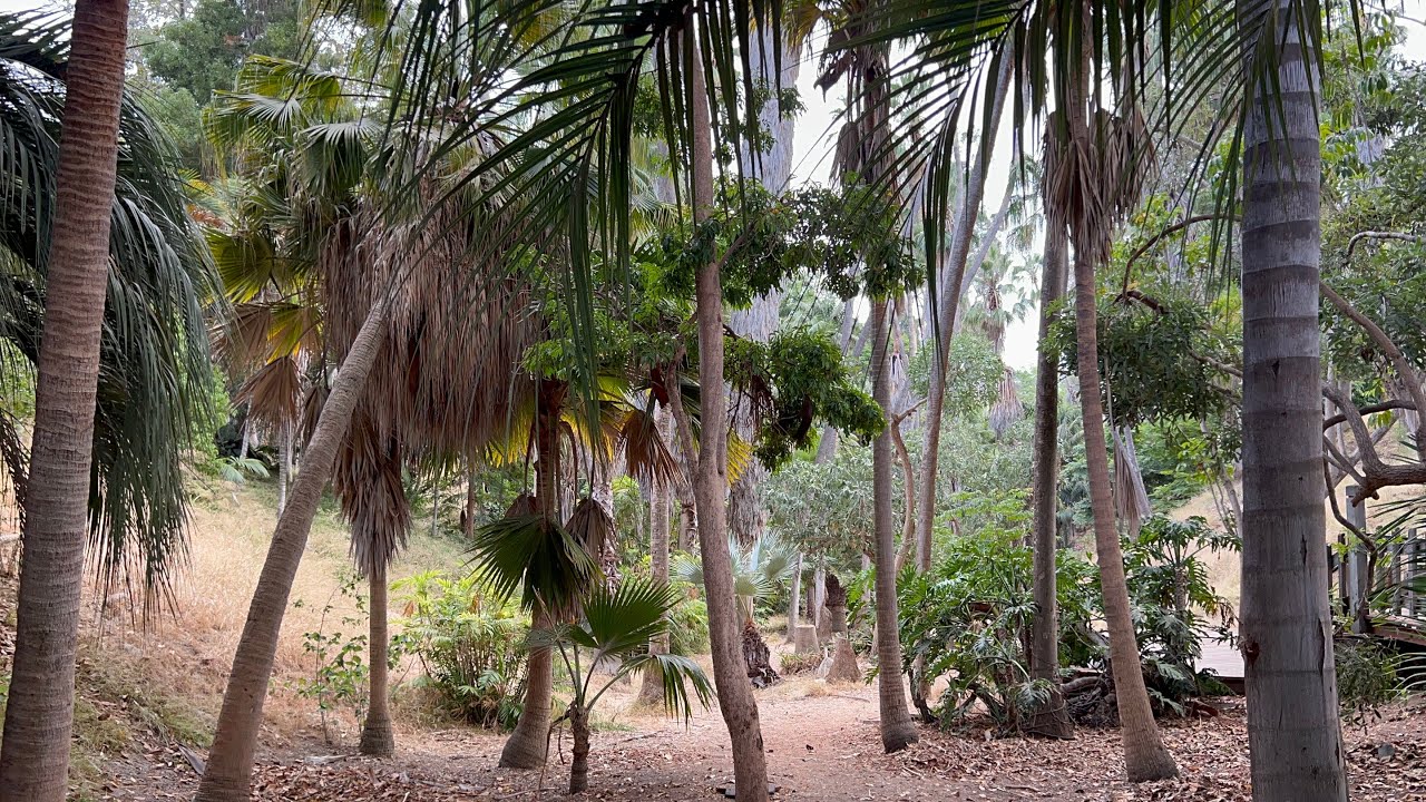Palm Canyon in Balboa Park, San Diego