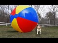 Puppy vs gigantic beach ball prank funny puppy dog indie gets huge surprise