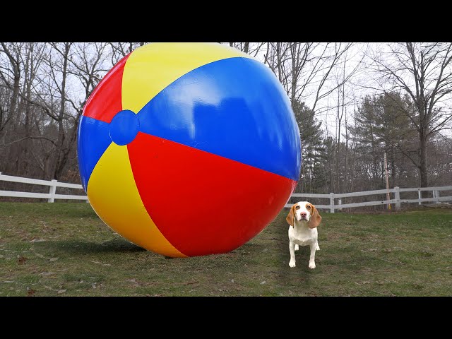 Puppy vs Gigantic Beach Ball Prank: Funny Puppy Dog Indie Gets HUGE Surprise class=