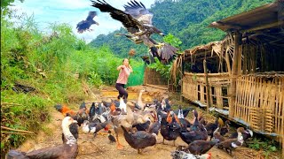 FULL VIDEO: Eagles come to the farm to eat chicken and take care of the chicken and pig farms