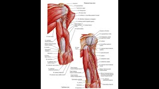 Мышцы, фасции и топография плечевого пояса, плеча, предплечья и кисти
