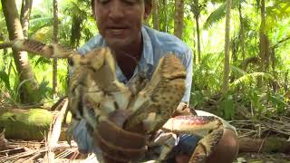 British Indian Ocean Territory – coconut crabs