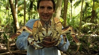 British Indian Ocean Territory - coconut crabs