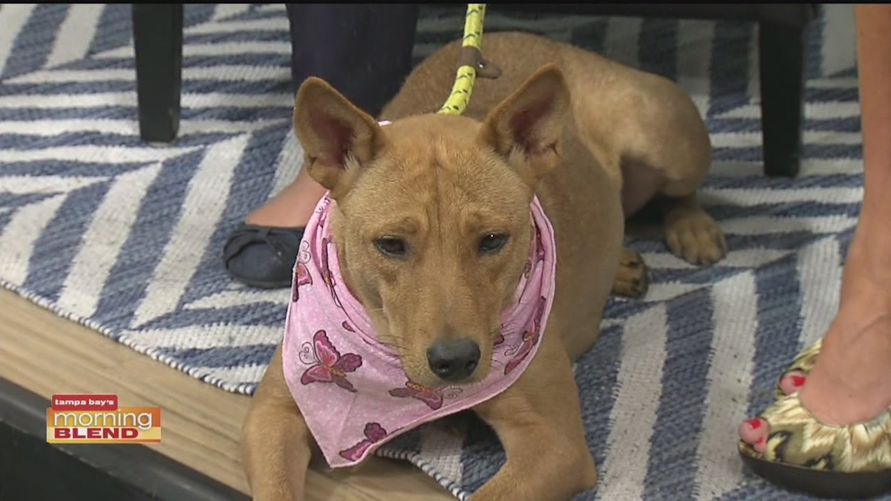 Pasco County Animal Services YouTube