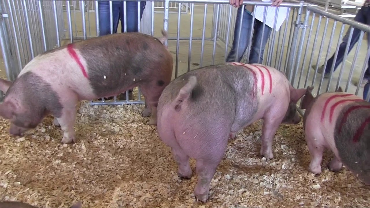 2017 State 4 H Livestock Judging Contest Market Hogs Youtube 