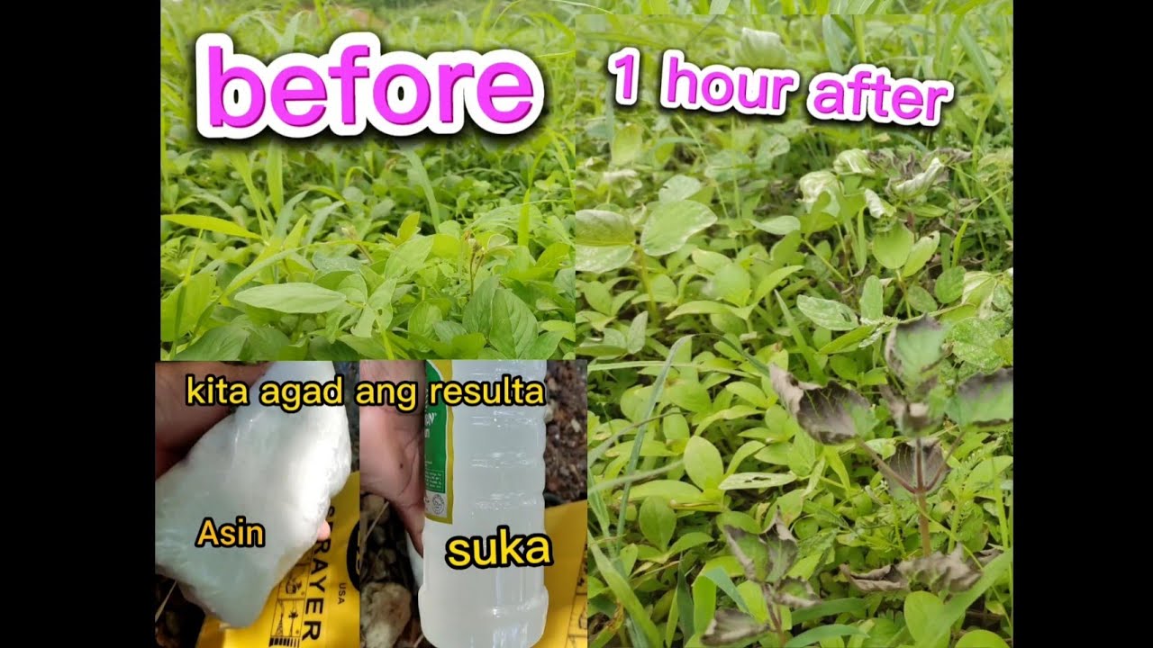paano gumawa ng DIY herbicide ||natural na pamatay damo. isang oras lang epekto kaagad! #tangaytoto
