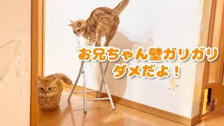 剥がした壁紙でテンション上がりまくるぽちゃくん。