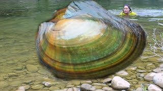 The beautiful riverbank is home to giant shellfish, which can produce beautiful pearls