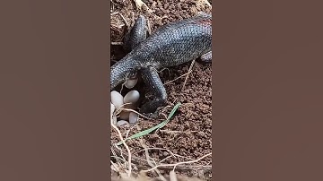 Lizard laying eggs. A wonderful reptile