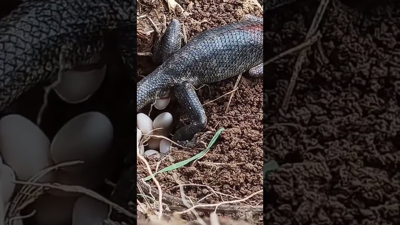 Lizard laying eggs. A wonderful reptile's life. 