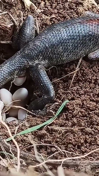 Lizard laying eggs. A wonderful reptile's life. #eggs #amphibia #lizard #reptiles
