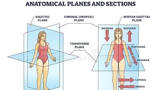 Anatomical Position body Planes || Easy concepts by human Anatomy
