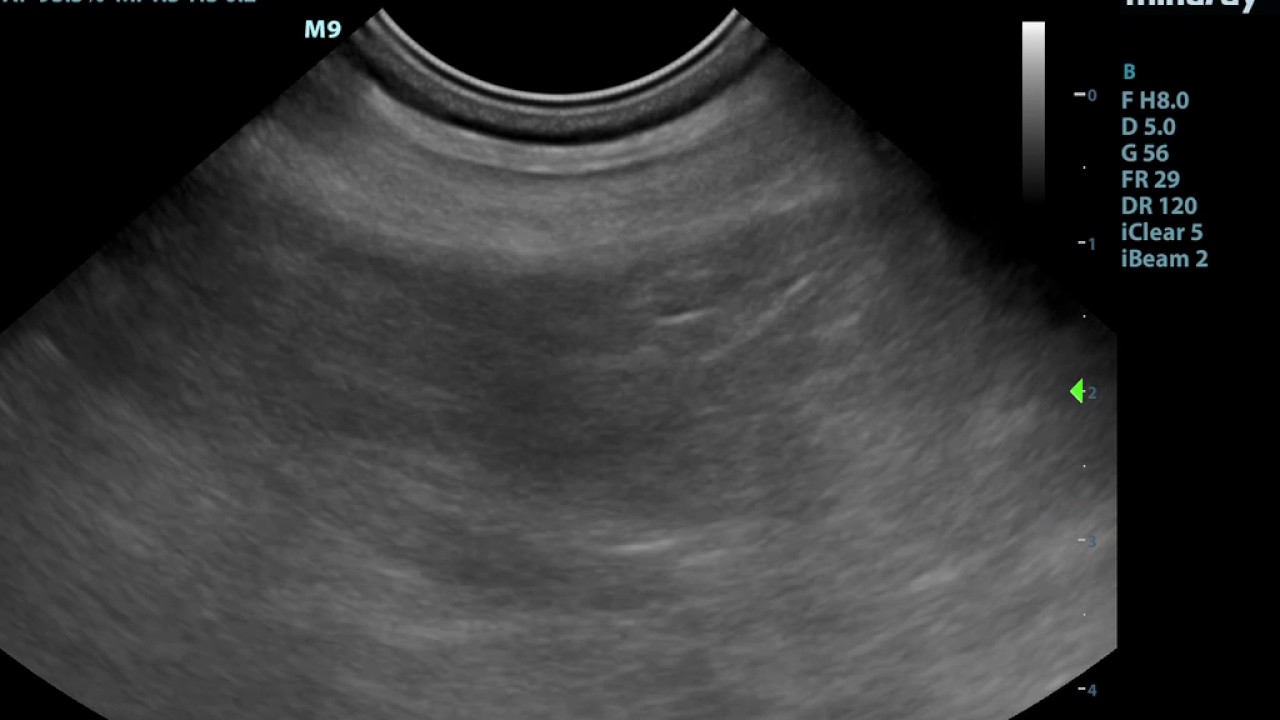 Small Animal Ultrasound YouTube