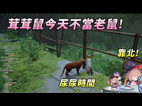 【茸茸鼠Komame 】今天不當老鼠改當貓?靠北!【もちこまめ】【 Stray】【VTuber】