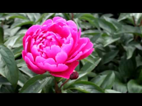 Video: Peony Adalah Mutiara Taman. Penanaman, Perawatan, Budidaya, Reproduksi. Penyakit, Hama. Foto