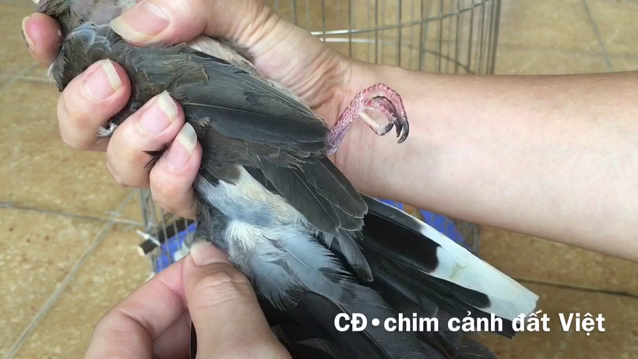 MẸO HAY✅ PHÂN BIỆT CU GÁY TRỐNG MÁI CỰC NHANH VÀ CHÍNH XÁC NHẤT