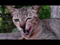 KUCING ini santai banget close up nya bikin adem