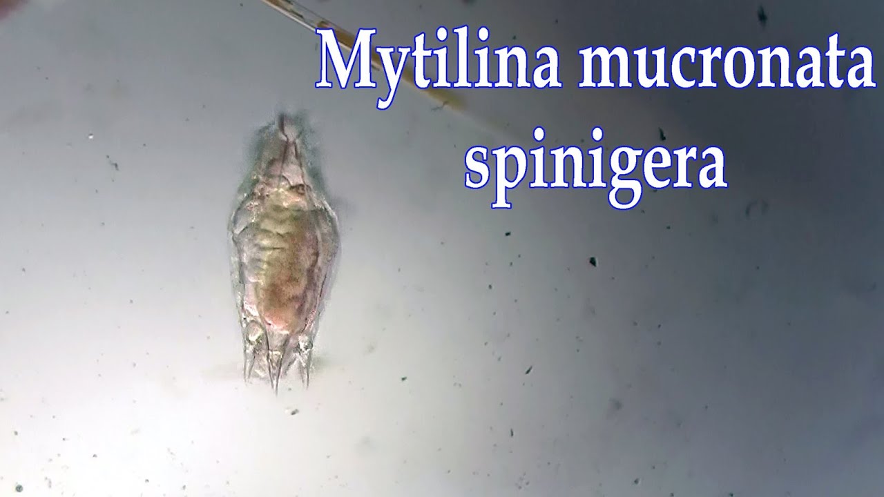 Mytlina mucronata var. spinigera