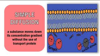 4A Passive Transport