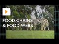 The Dynamics of Food Chains in Ecosystems