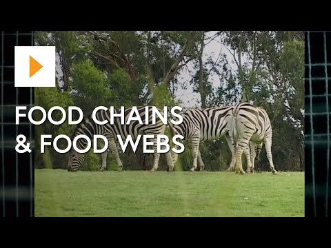 食物連鎖と食物網
