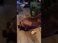 Dog fail. #dog #foryou #funnydog #fyp #funny