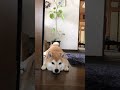 (豆柴)秋田犬じゃないからね!豆柴だよ