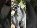 lemur berjemur seperti manusia#shorts#animals#vidio