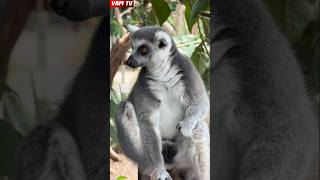 lemur berjemur seperti manusia#shorts#animals#vidio