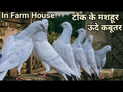 टोंक के मशहूर ऊदे Kabootar ! Famous Pigeon Breed Uoode in Imran Farm House ! Jaipur Tonk Pigeons