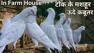 टोंक के मशहूर ऊदे Kabootar ! Famous Pigeon Breed Uoode in Imran Farm House ! Jaipur Tonk Pigeons