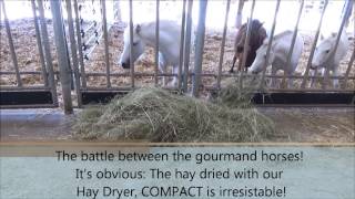 The battle of horses for irresistable hay dried with our Hay Dryer, COMPACT