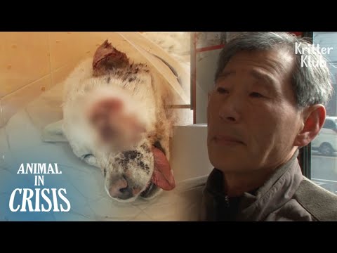 วีดีโอ: วิธีการหยุดสุนัขจากการไล่ล่าแกมมอน