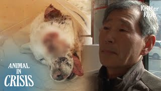 Dog Returned Home With Bulging Eyes And Missing Teeth | Animal in Crisis EP272
