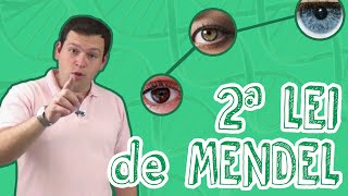 Biology Class - Genetics - Mendel's 2nd Law for Enem and Vestibulares - STOODI Biology Class - Genetics - Mendel's 2nd Law for Enem and Vestibulares - STOODI