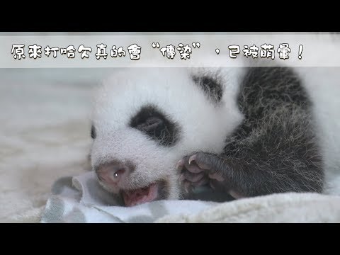 《熊貓早晚安》原來打哈欠真的會“傳染”，已被萌暈！| iPanda