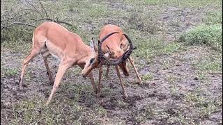 Impala rutting gone wrong