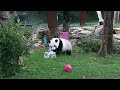B-Roll: Giant Panda Qing Bao Celebrates 5th Birthday