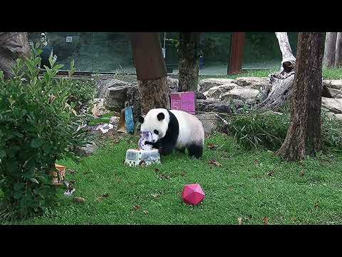 B-Roll: Giant Panda Qing Bao Celebrates 5th Birthday
