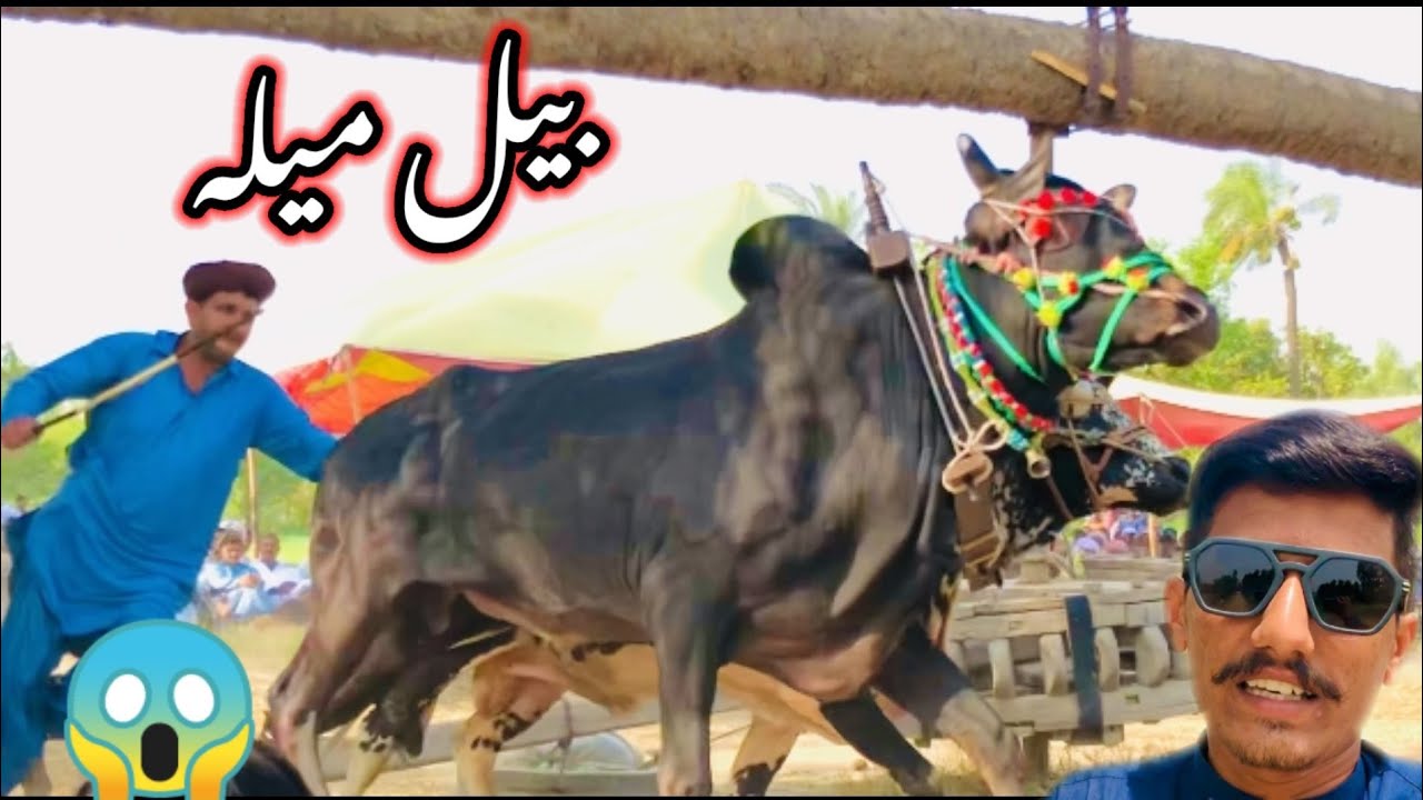 Bail mela😍👍||بیل میلہ پرانی ثقافت