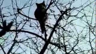 Katze oder Affe.mp4