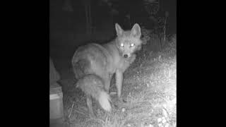 Fox with mange - Disease within a month (Garden trail cam video, fox news)