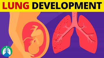 5 Stages of Fetal Lung Development | Quick Explanation