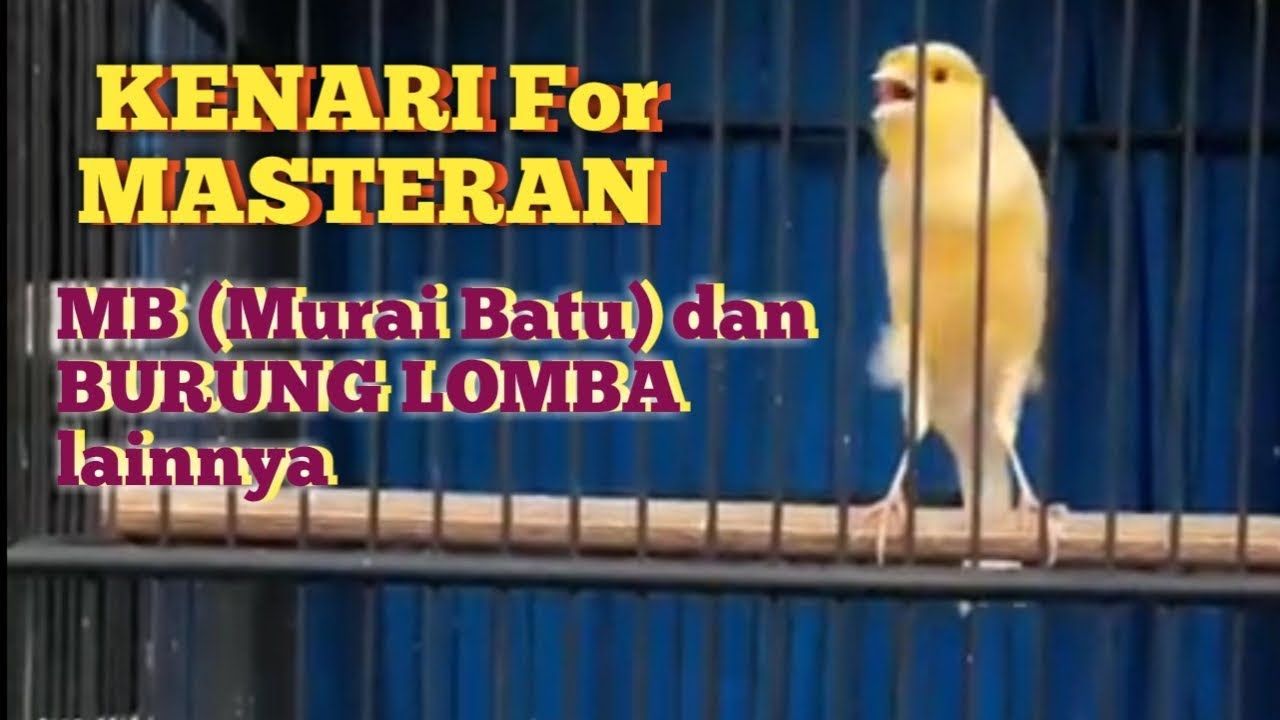 KENARI untuk MASTERAN Murai batu| dan jenis BURUNG lomba lainnya